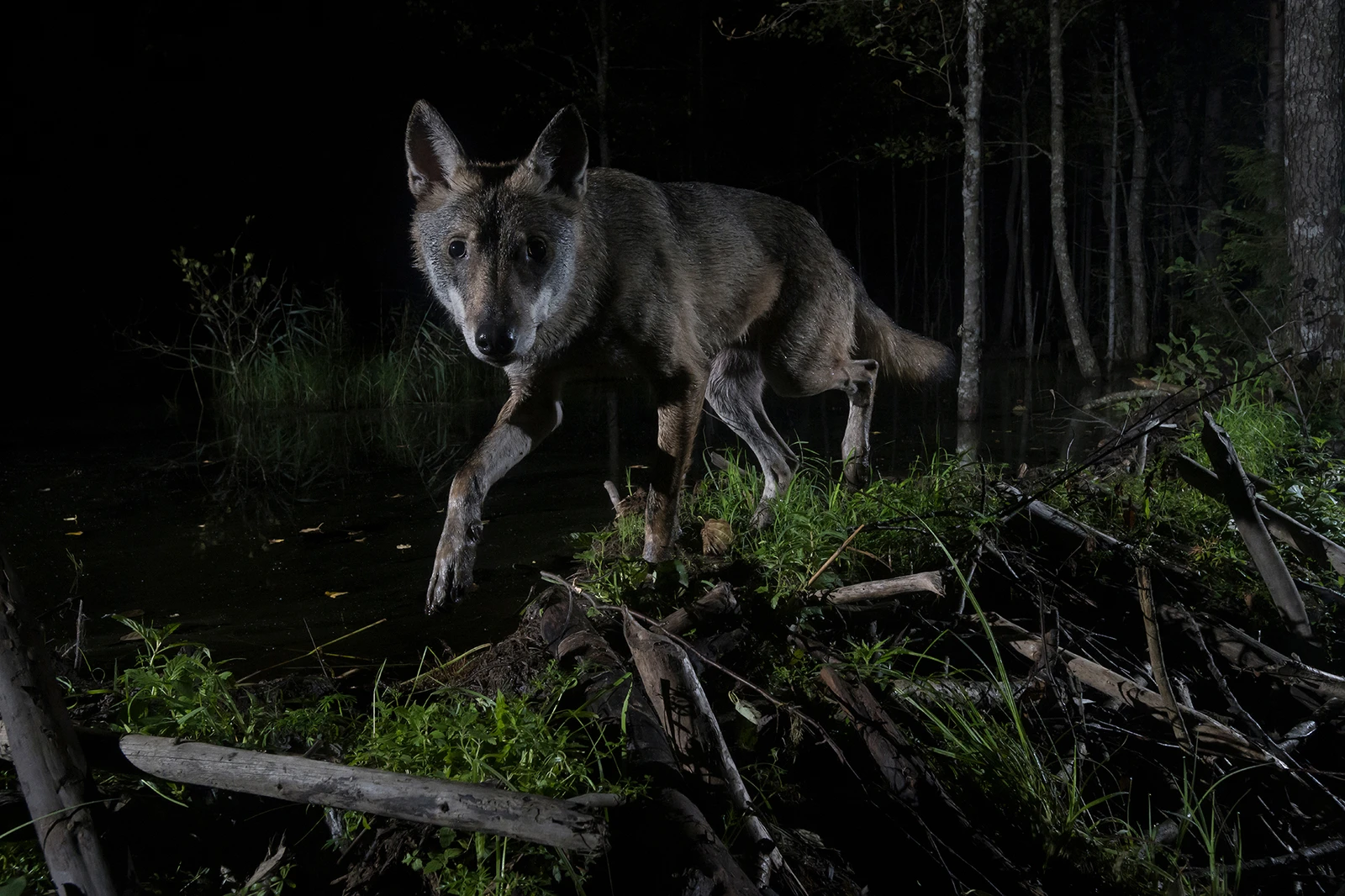 Wildlife Photographers Who Risked Their Lives For The Perfect Shot