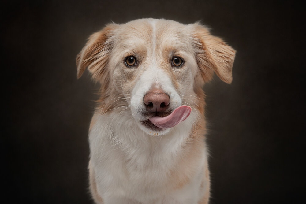 Heartwarming Photographs Show Man’s Best Friend Up Close and Personal