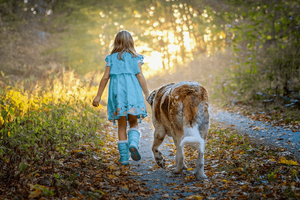 The Dog Descendants Who Survived Chernobyl Can be Adopted