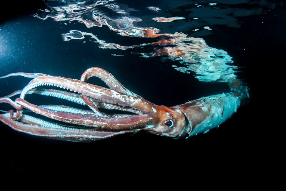 Mindblowing Facts About The Deep Ocean Most People Don’t Know