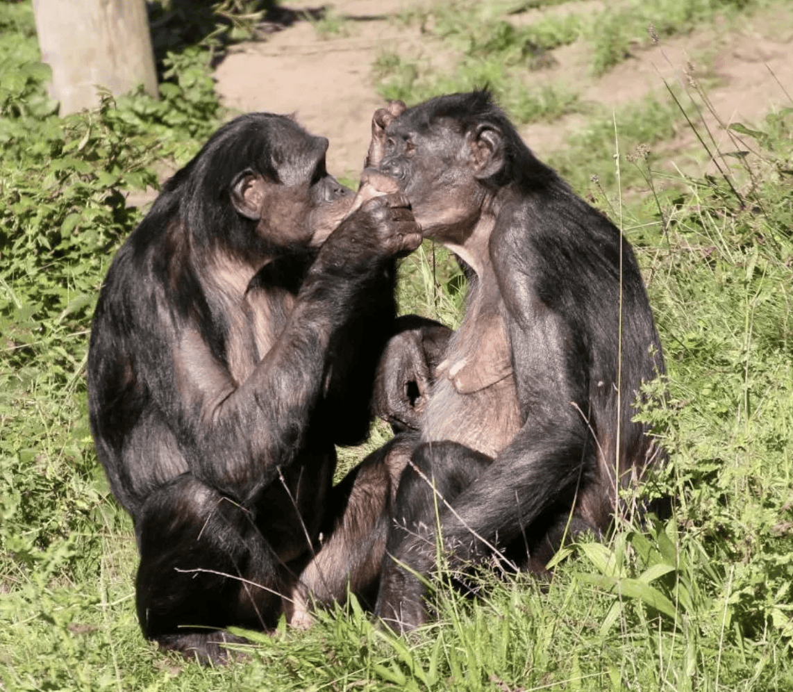 The Most Unusual Animal Courtship Rituals