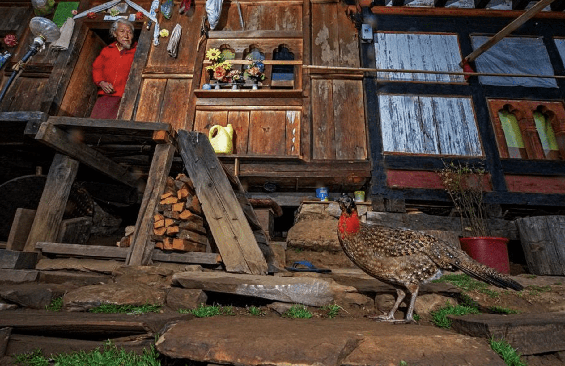 Rare Wildlife Photographs of Threatened Species