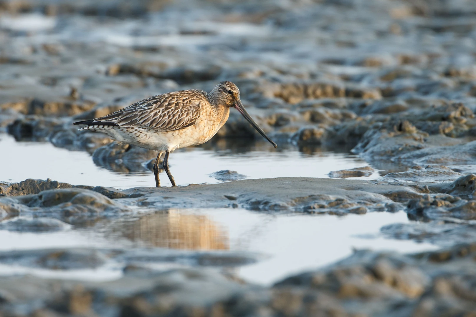 Extraordinary Animal Migration Journeys Across The World