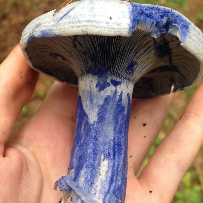 These People Found Mushrooms So Incredible, They Had to Take It to the Internet