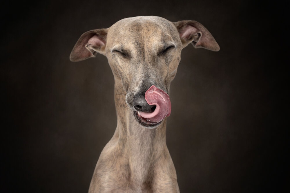 Heartwarming Photographs Show Man’s Best Friend Up Close and Personal