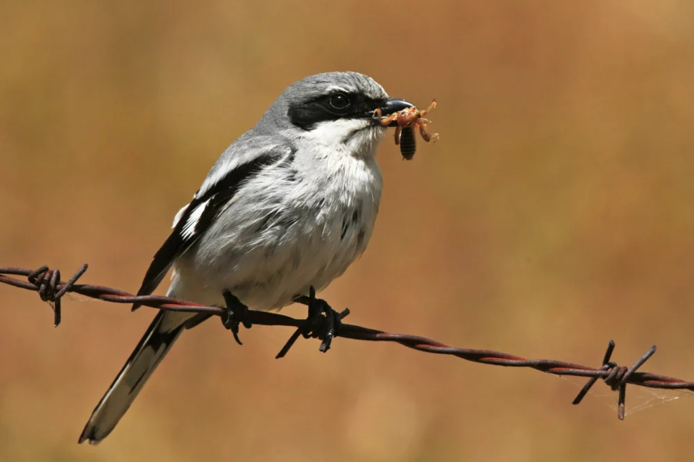 These Tool-Wielding Animals Are Entering the Stone Age