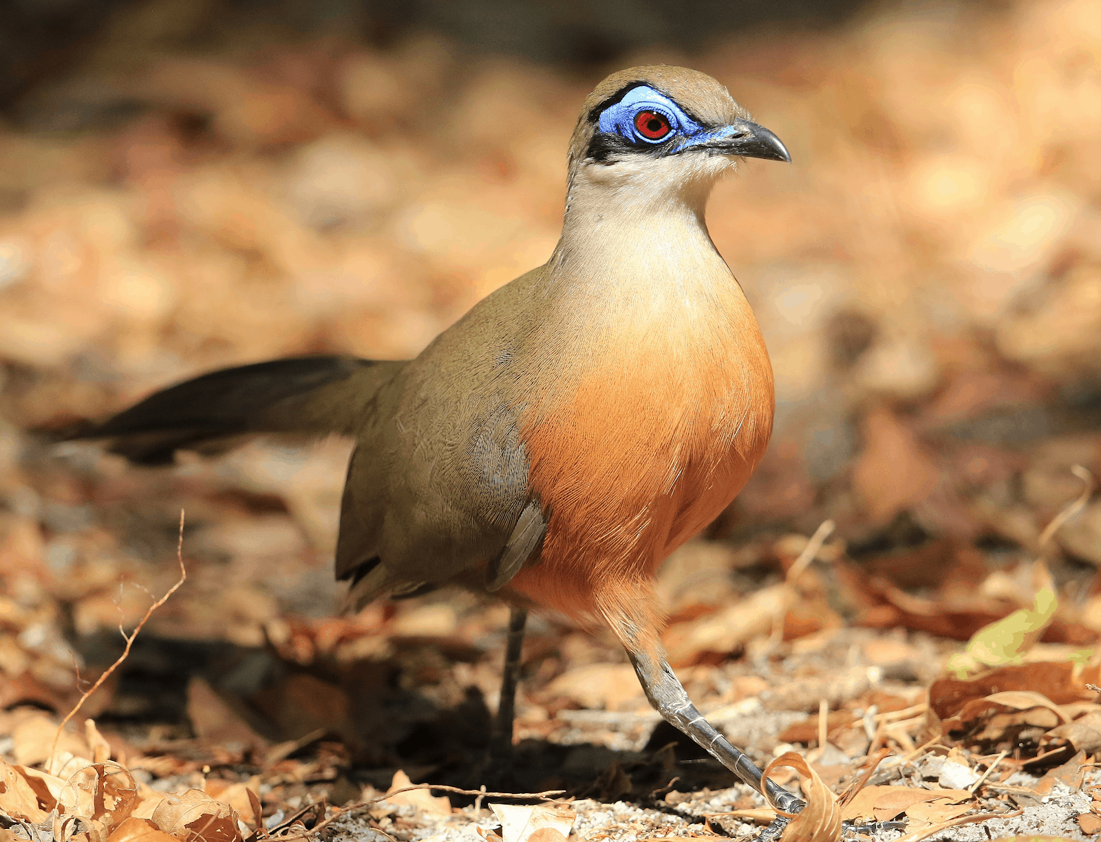 Some of these Majestic Animals Can Only be Found in Madagascar