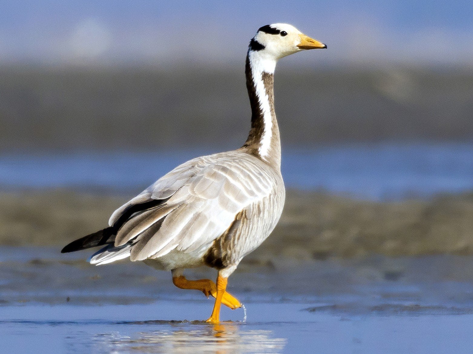 Extraordinary Animal Migration Journeys Across The World