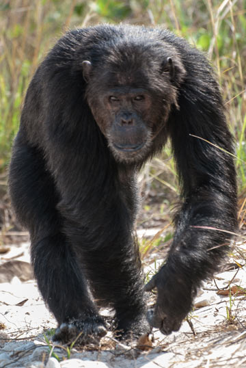 Brutal Facts About Chimpanzees