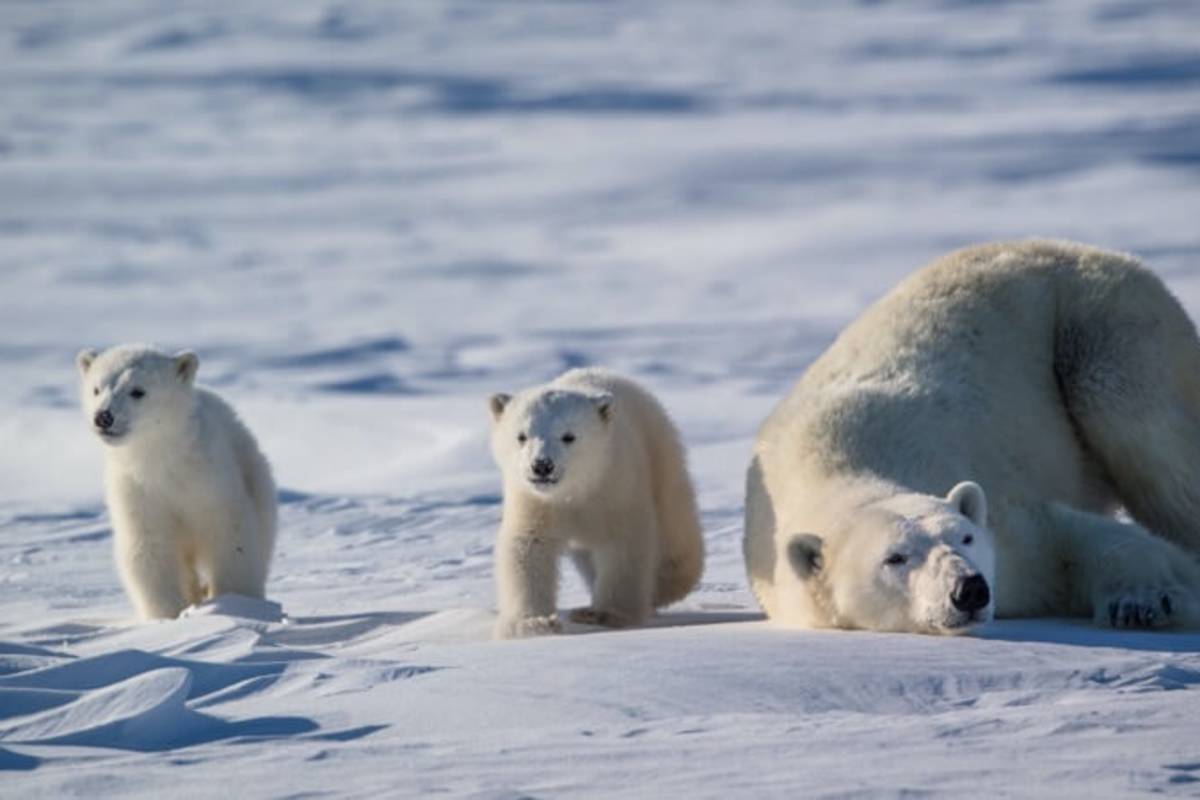 The Most Extreme Animal Babies In Nature