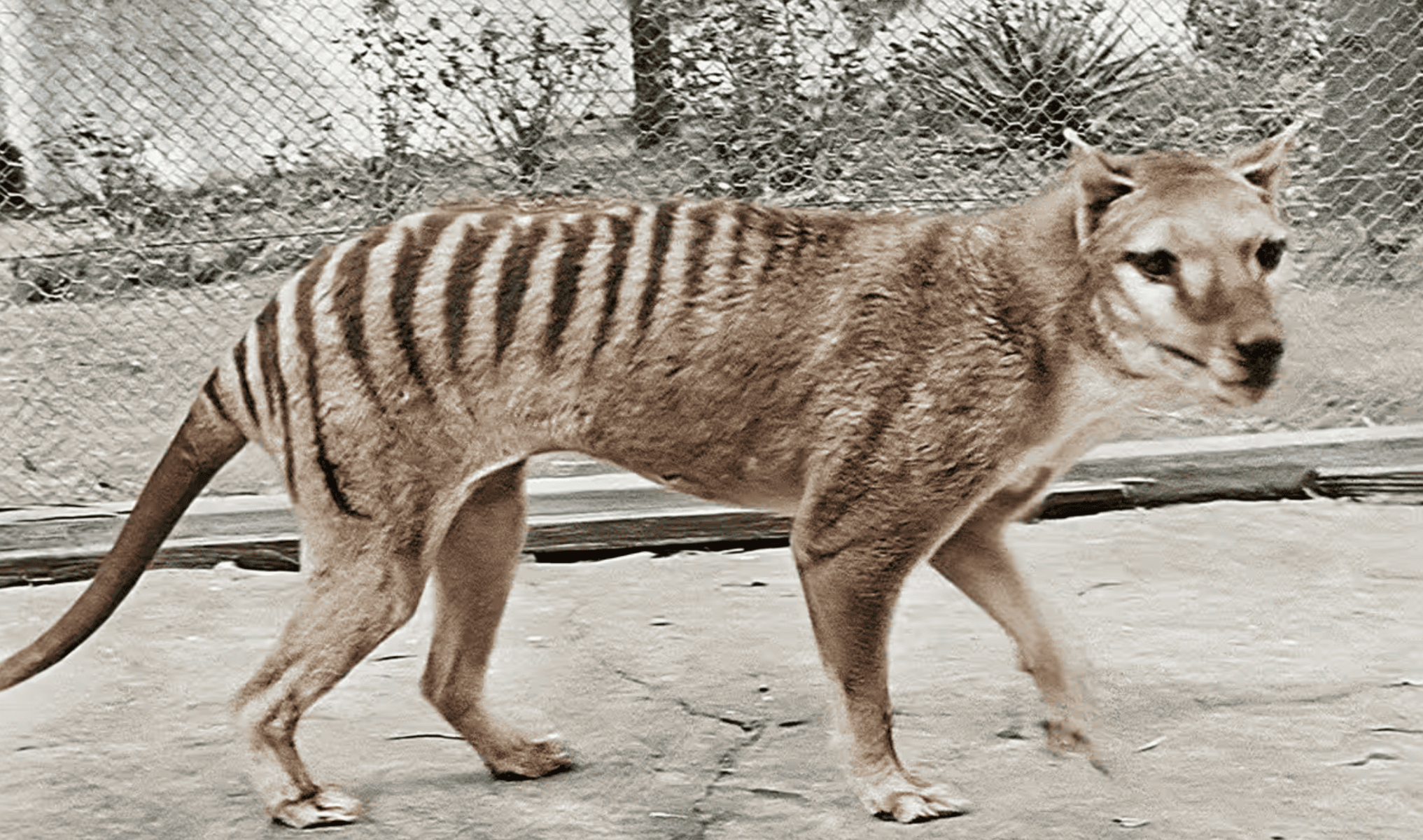 Facts About the Tasmanian Tiger & The News That’s Changing Everything