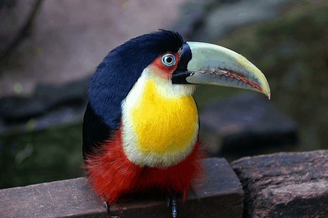 Over 3 Billion Birds Have Disappeared Since The 1970s