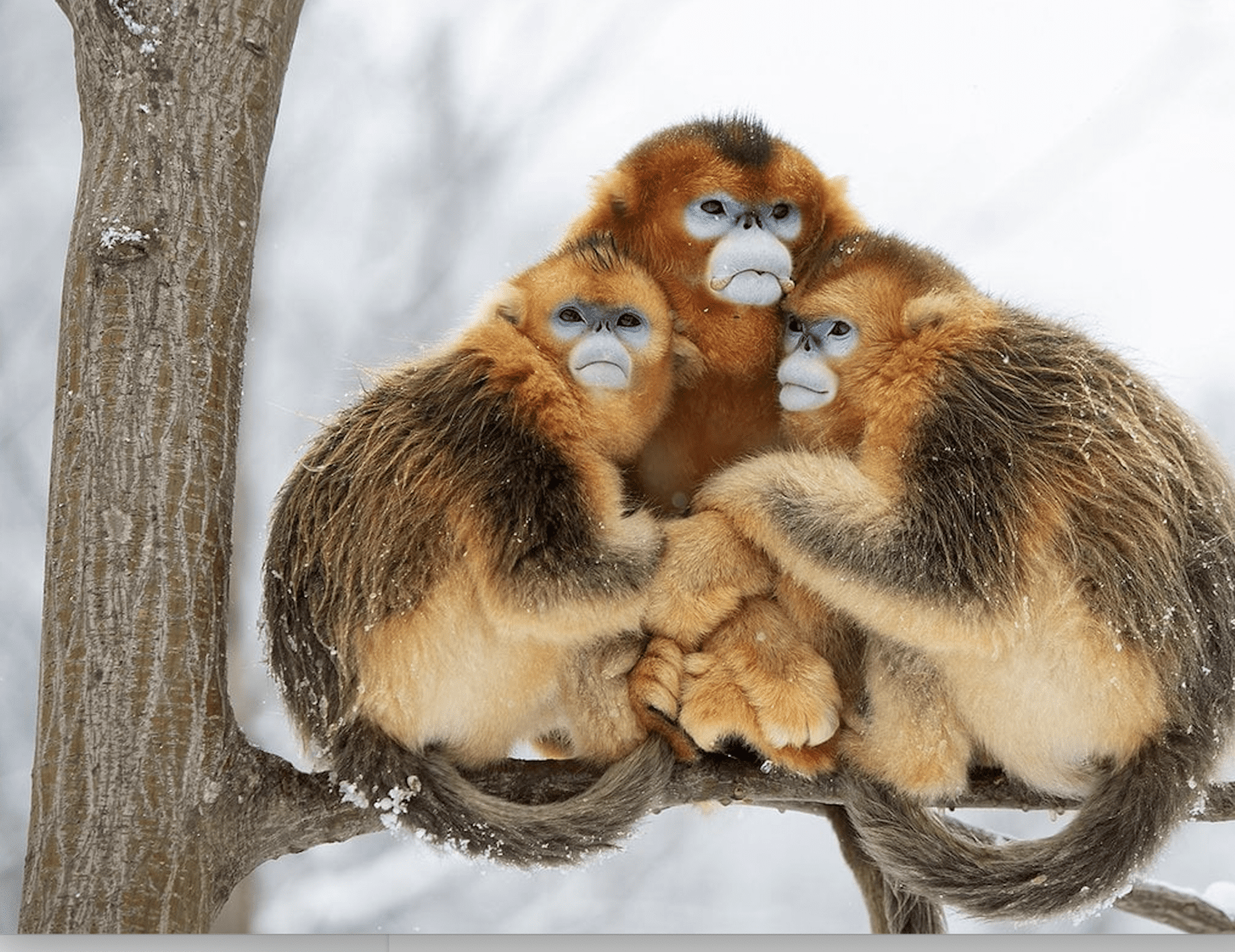 Rare Wildlife Photographs of Threatened Species