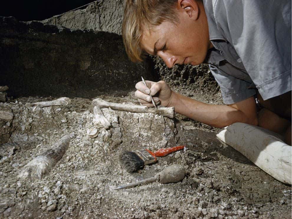 The Groundbreaking Discovery of a Tiny T-Rex in Utah