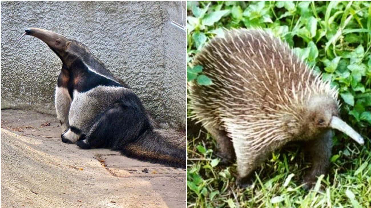 These Animal Species Don’t Live Near Each Other But Are Eerily Similar