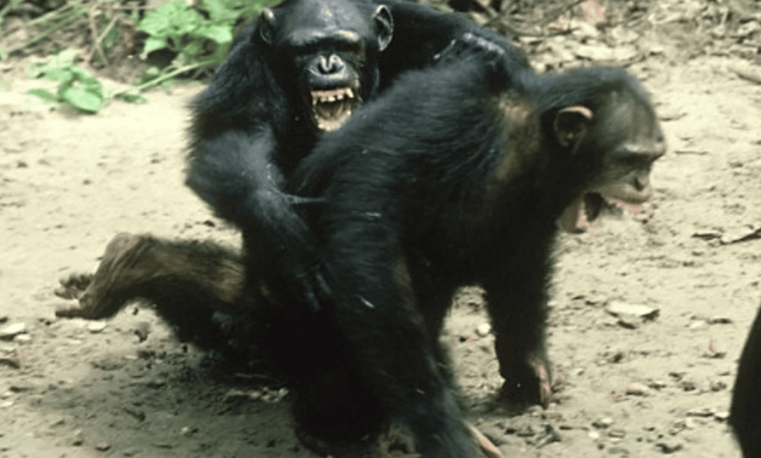 Brutal Facts About Chimpanzees