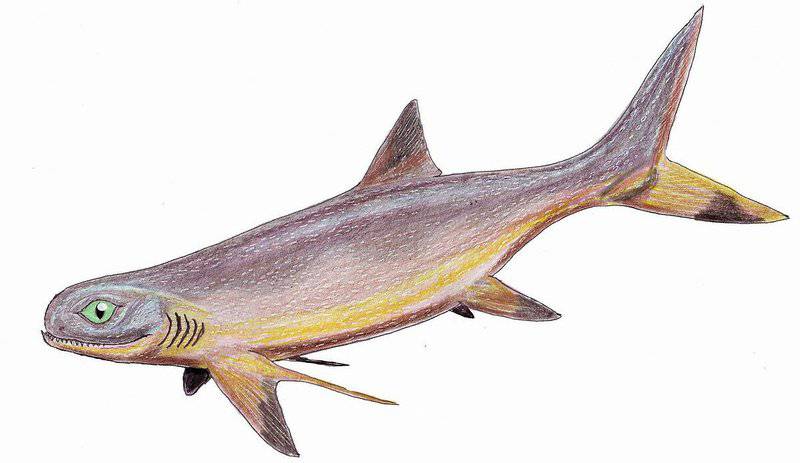 A List of Ancient Sharks from Small to Scary