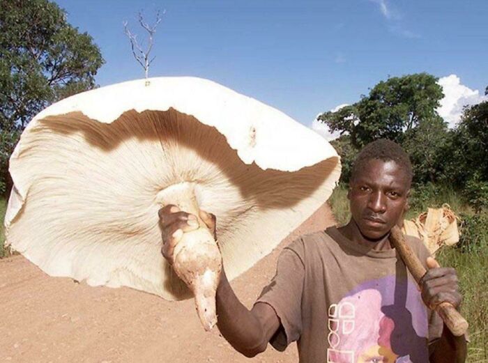 These People Found Mushrooms So Incredible, They Had to Take It to the Internet