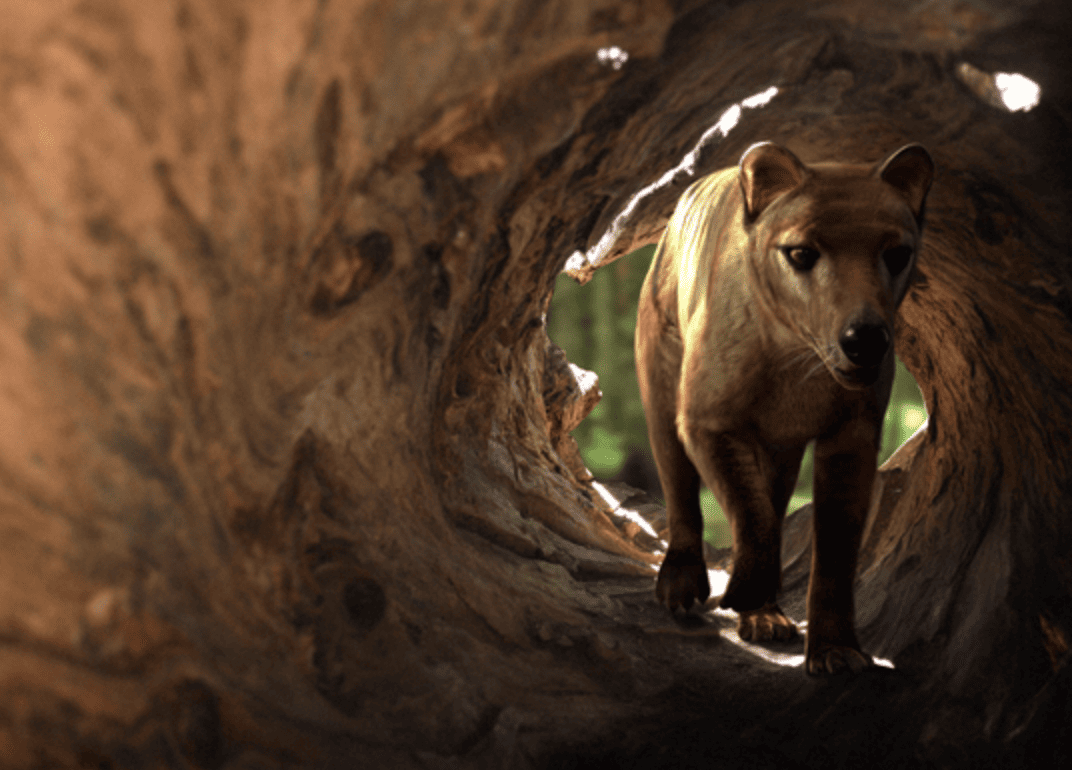 Facts About the Tasmanian Tiger & The News That’s Changing Everything