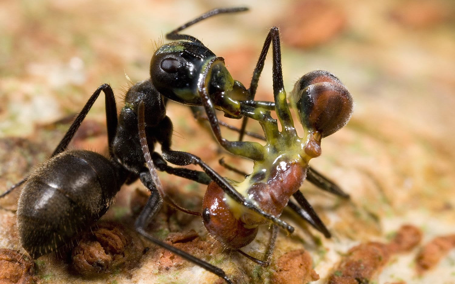 These Animals Have The Strangest Defense Mechanisms In Nature