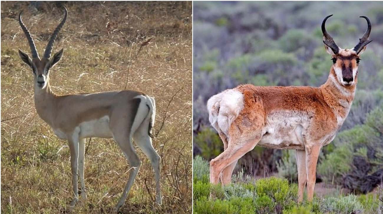 These Animal Species Don’t Live Near Each Other But Are Eerily Similar