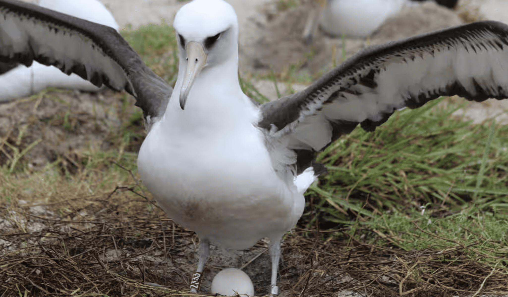 The Most Extreme Animal Babies In Nature