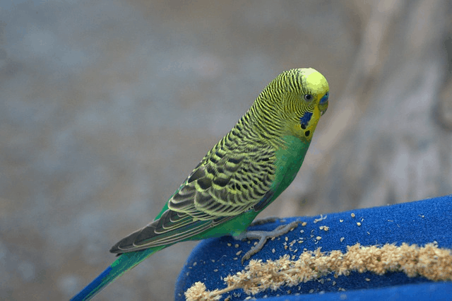 Over 3 Billion Birds Have Disappeared Since The 1970s