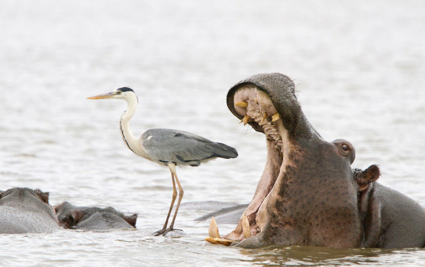 Here Are the Finalists for the Most Comedic Wildlife Photos of the Year