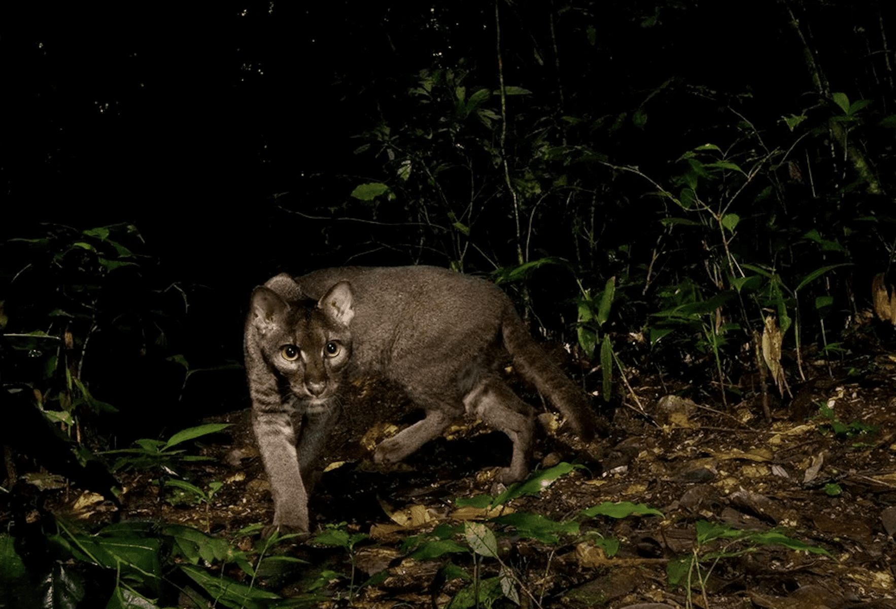 Rare Wildlife Photographs of Threatened Species