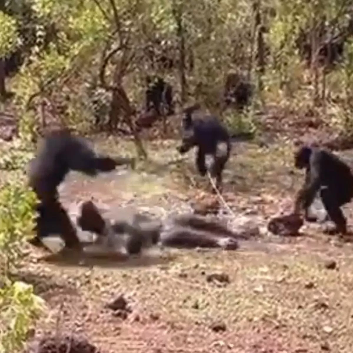 Brutal Facts About Chimpanzees