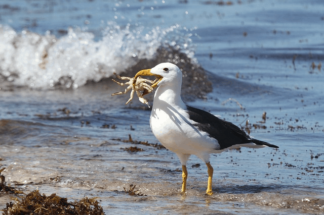 Over 3 Billion Birds Have Disappeared Since The 1970s