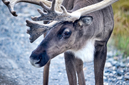 Extraordinary Animal Migration Journeys Across The World