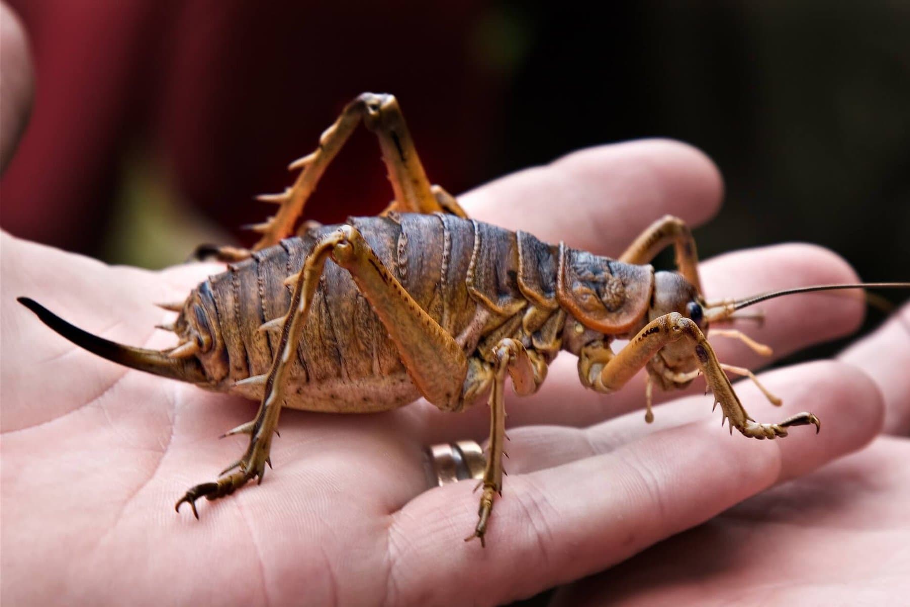 The World’s Creepiest Insects That Will Make Anybody’s Skin Crawl