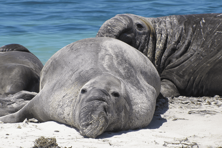 Extraordinary Animal Migration Journeys Across The World