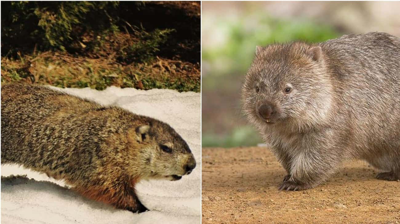 These Animal Species Don’t Live Near Each Other But Are Eerily Similar