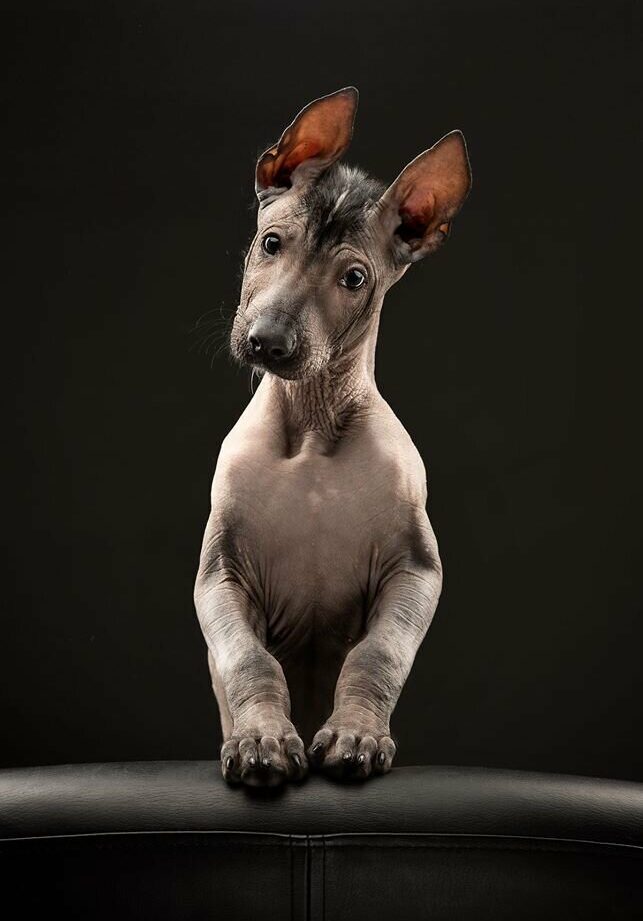 Heartwarming Photographs Show Man’s Best Friend Up Close and Personal