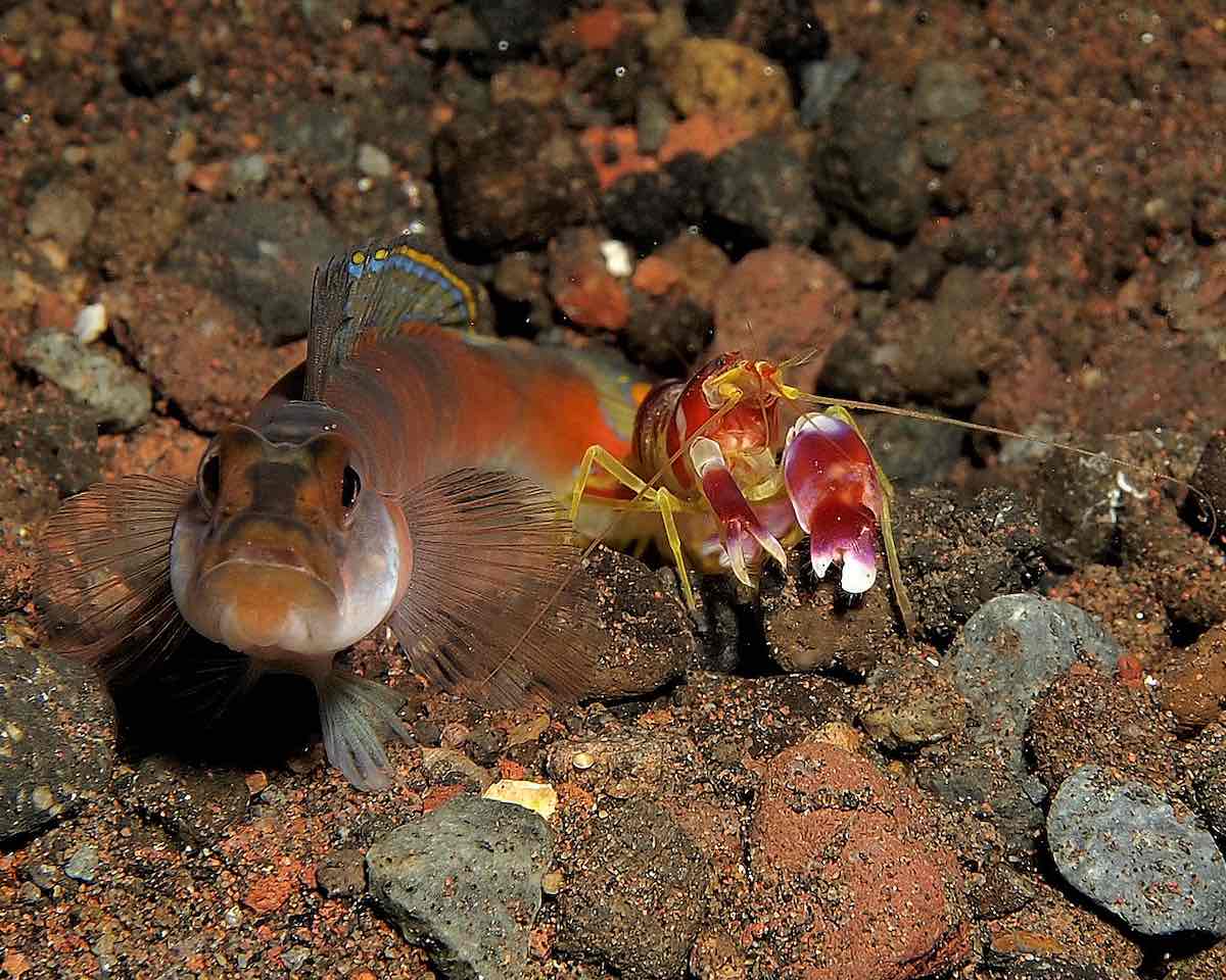 These Animals Have The Strangest Defense Mechanisms In Nature