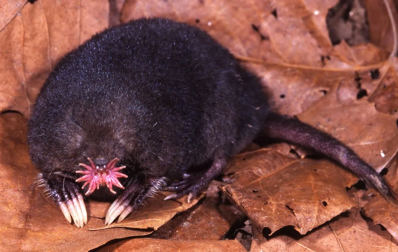 Rare Animal Species We Didn’t Realize Existed Until Today