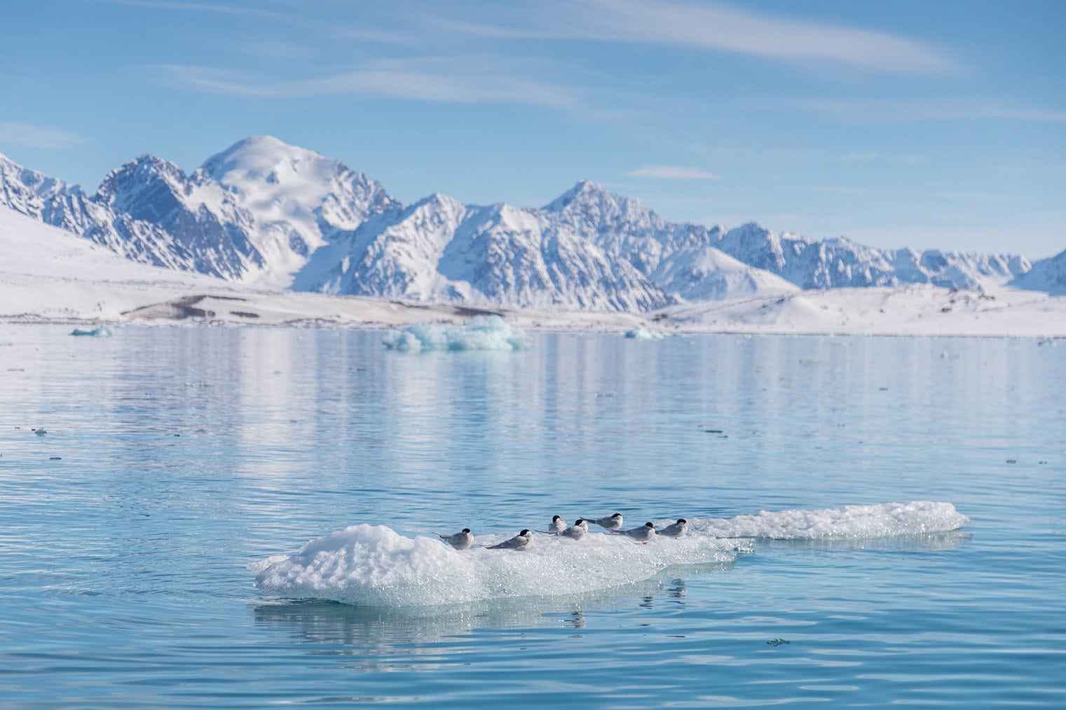 Extraordinary Animal Migration Journeys Across The World