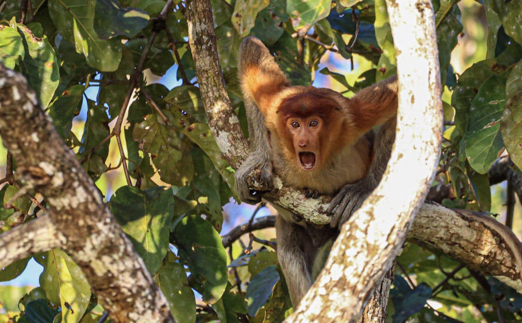 Here Are the Finalists for the Most Comedic Wildlife Photos of the Year