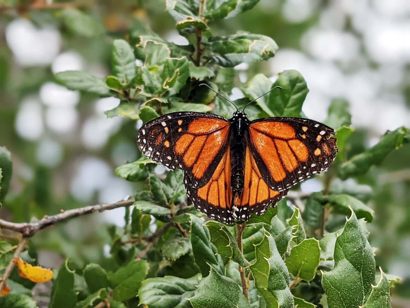 Extraordinary Animal Migration Journeys Across The World