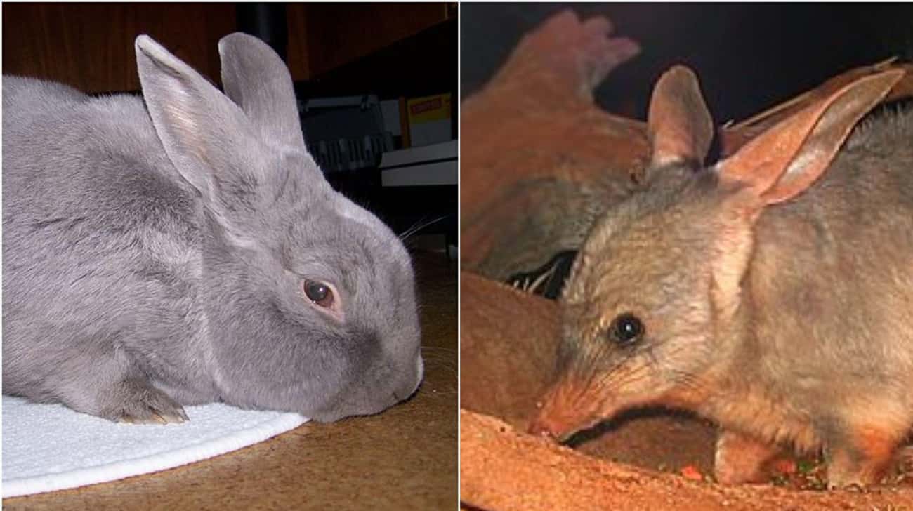 These Animal Species Don’t Live Near Each Other But Are Eerily Similar