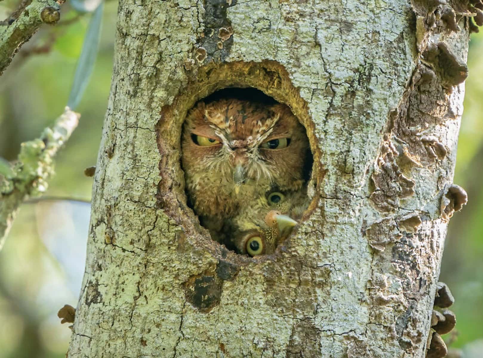 Here Are the Finalists for the Most Comedic Wildlife Photos of the Year