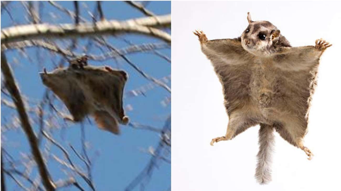 These Animal Species Don’t Live Near Each Other But Are Eerily Similar