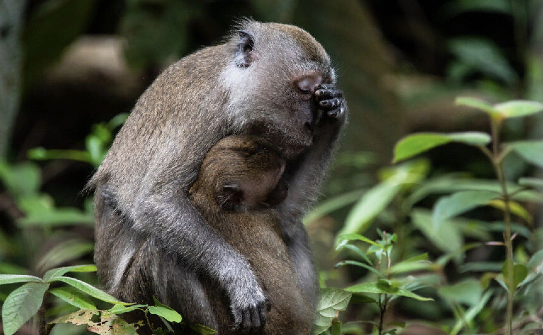 Here Are the Finalists for the Most Comedic Wildlife Photos of the Year