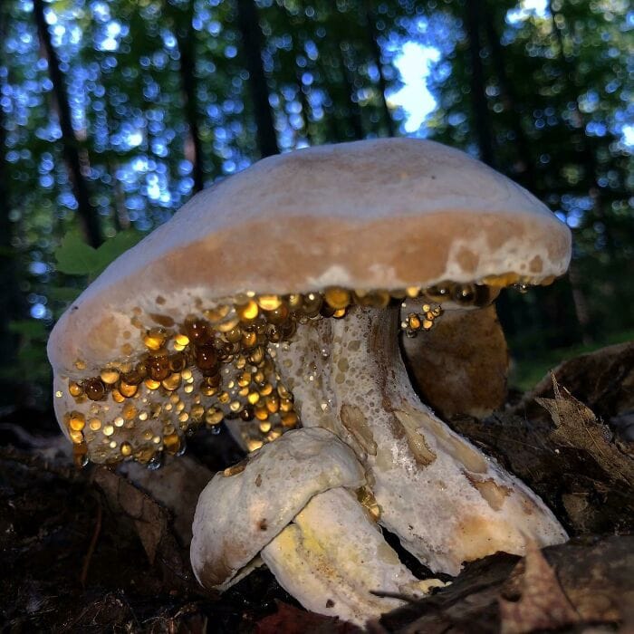 These People Found Mushrooms So Incredible, They Had to Take It to the Internet