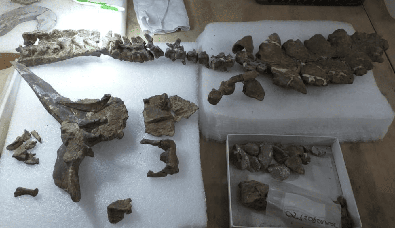 Dinosaur Discoveries That Changed Everything We Thought We Knew