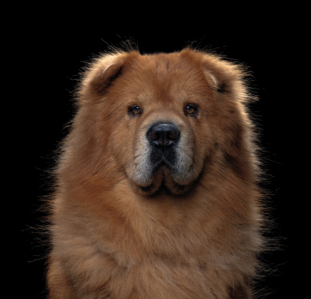 Heartwarming Photographs Show Man’s Best Friend Up Close and Personal