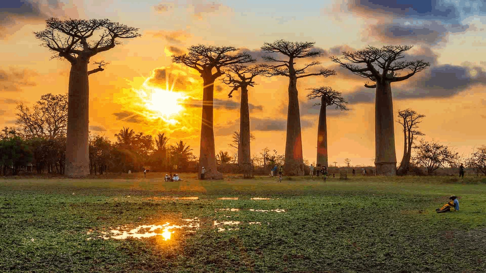 Some of these Majestic Animals Can Only be Found in Madagascar