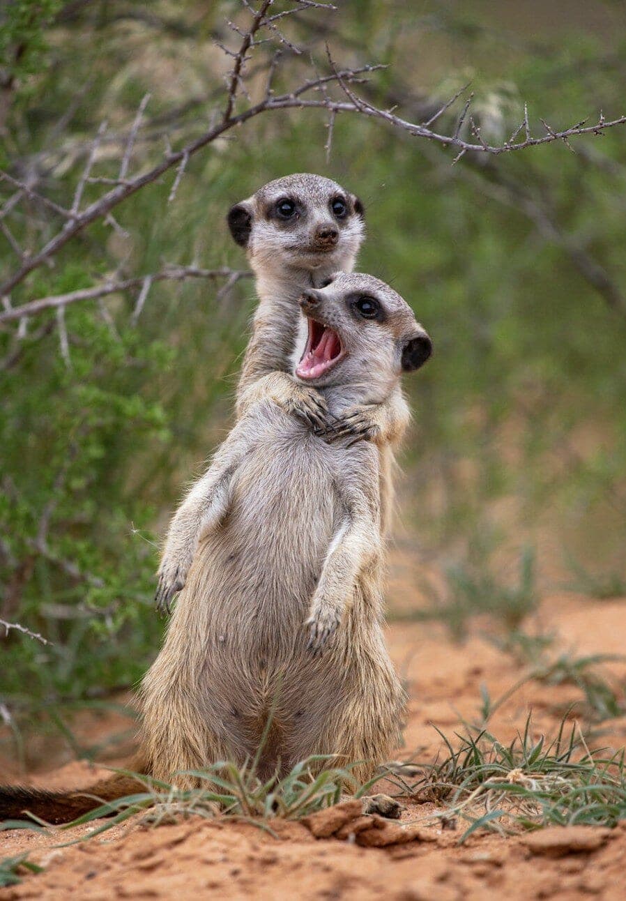 Here Are the Finalists for the Most Comedic Wildlife Photos of the Year